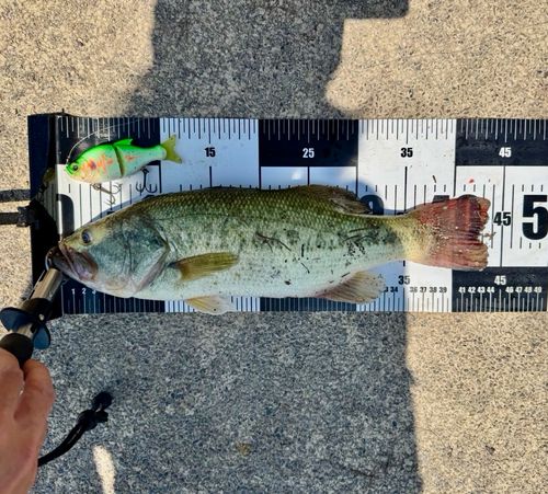 ブラックバスの釣果