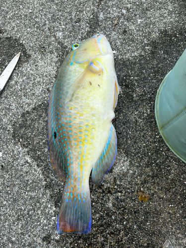 マクブの釣果