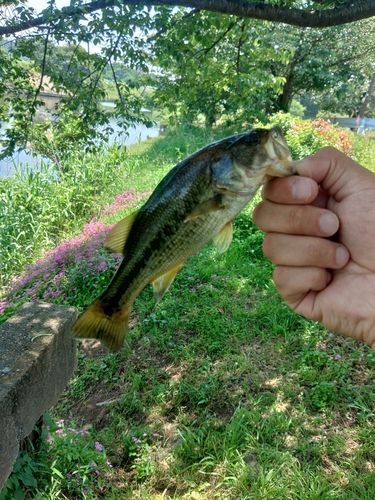ラージマウスバスの釣果