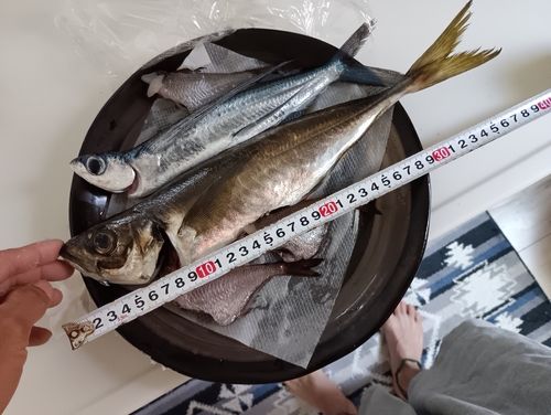 アジの釣果