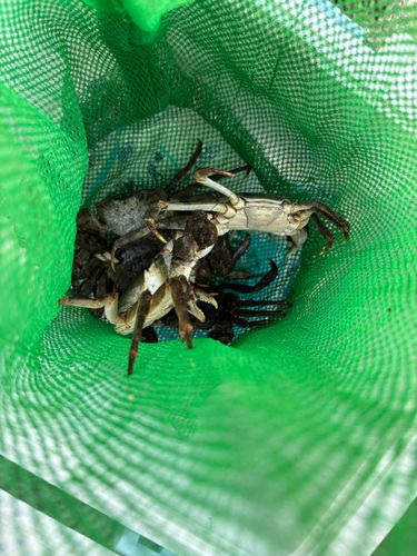 ワタリガニの釣果