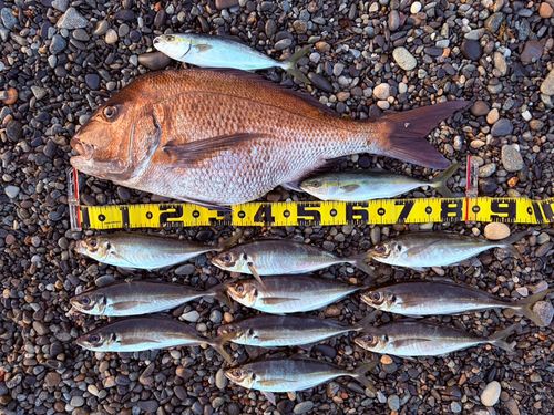 マダイの釣果