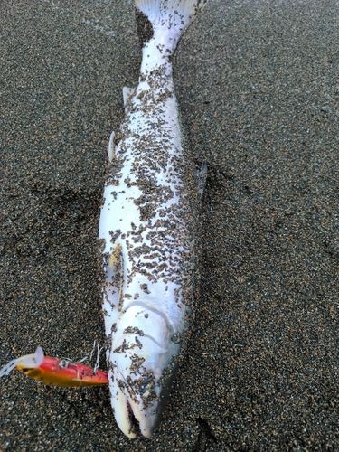 アメマスの釣果