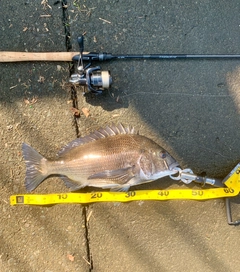 クロダイの釣果