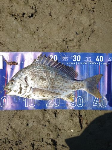 キビレの釣果