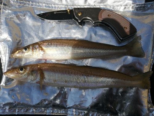 シロギスの釣果