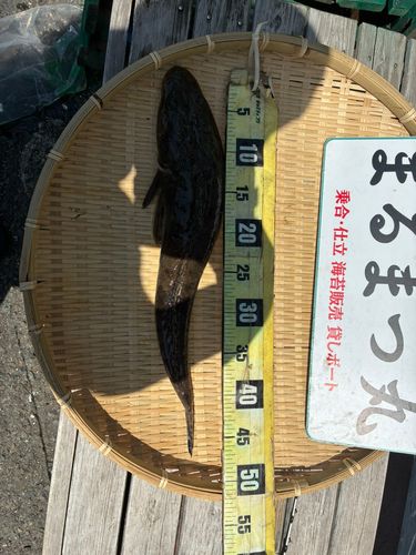 マゴチの釣果