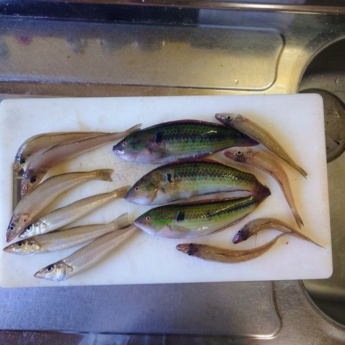 キュウセンの釣果
