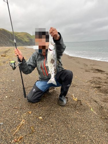 サクラマスの釣果