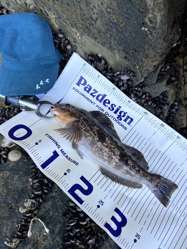 アイナメの釣果