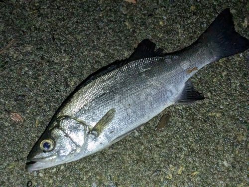 セイゴ（ヒラスズキ）の釣果