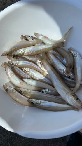 キスの釣果
