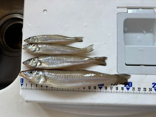 キスの釣果