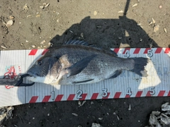 クロダイの釣果