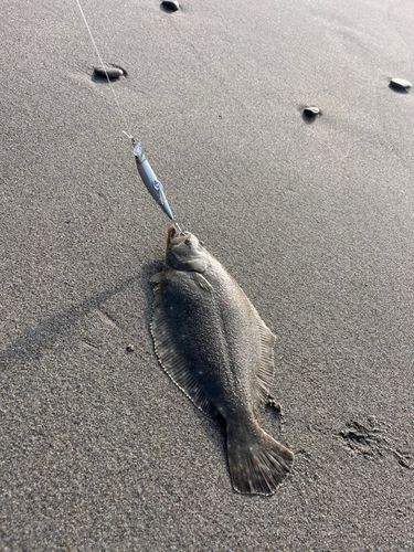 ソゲの釣果