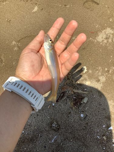シロギスの釣果