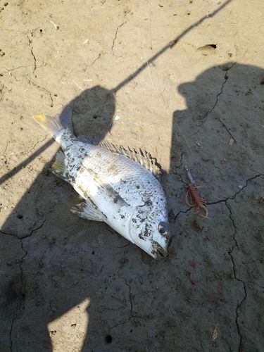 キビレの釣果