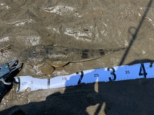 マゴチの釣果
