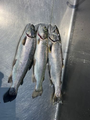 サクラマスの釣果
