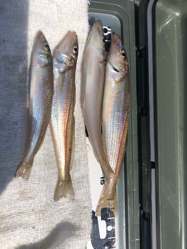 シロギスの釣果