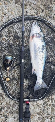 サクラマスの釣果