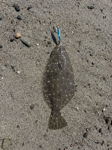ヒラメの釣果