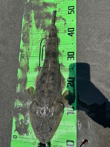 マゴチの釣果