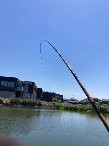 ヘラブナの釣果