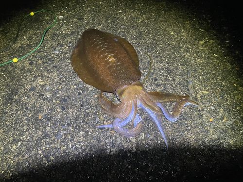 アオリイカの釣果