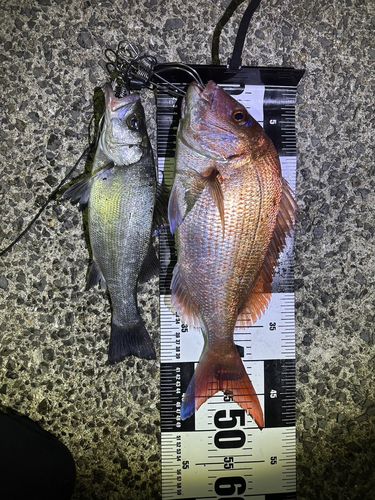タイの釣果