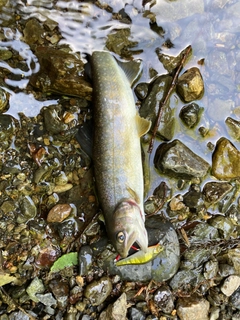 イワナの釣果