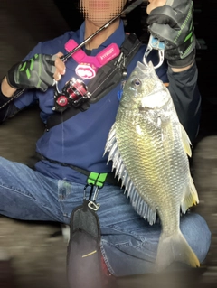 キビレの釣果