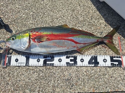 イナダの釣果