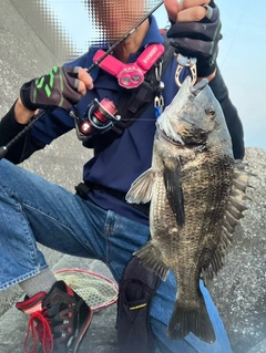 クロダイの釣果