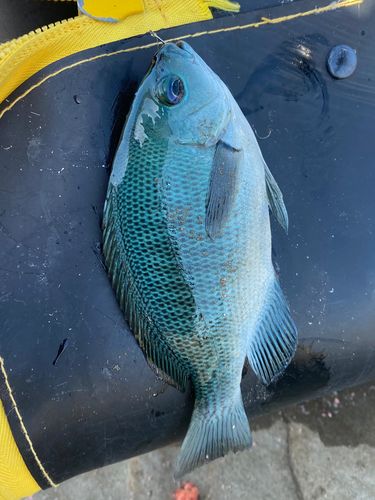メジナの釣果