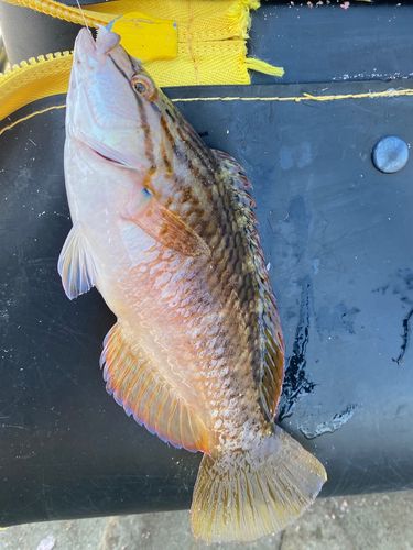 ベラの釣果