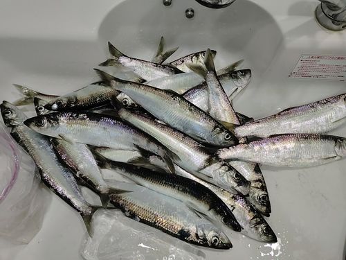 ニシンの釣果