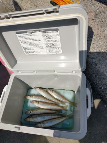 キスの釣果