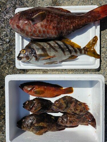 ブダイの釣果