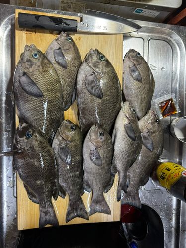 グレの釣果
