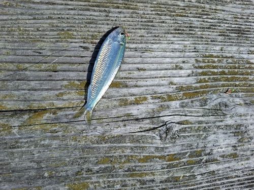 サッパの釣果