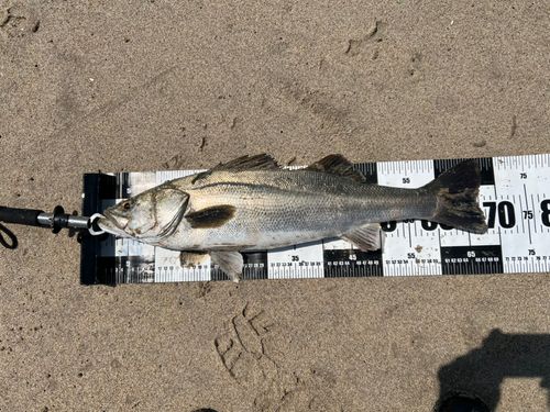 スズキの釣果