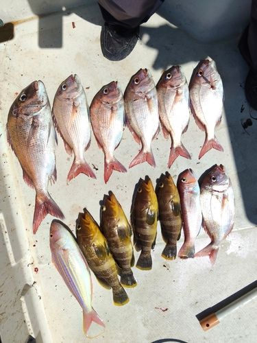 マダイの釣果