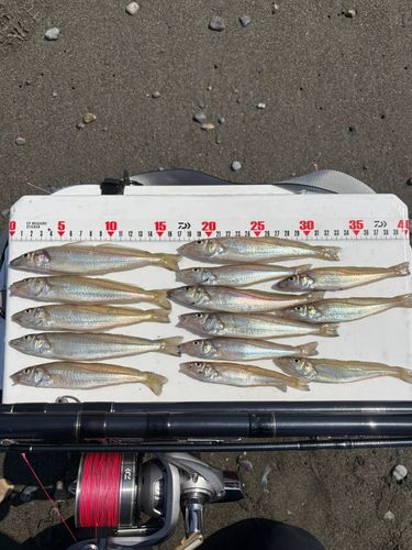 シロギスの釣果