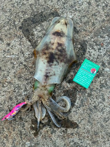 カンパチの釣果