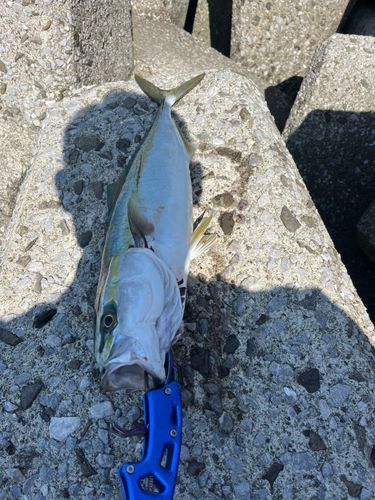 ハマチの釣果