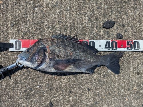 チヌの釣果