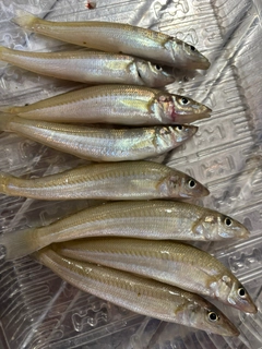 シロギスの釣果