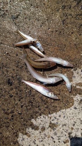 シロギスの釣果