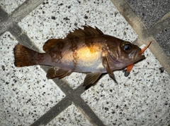 メバルの釣果